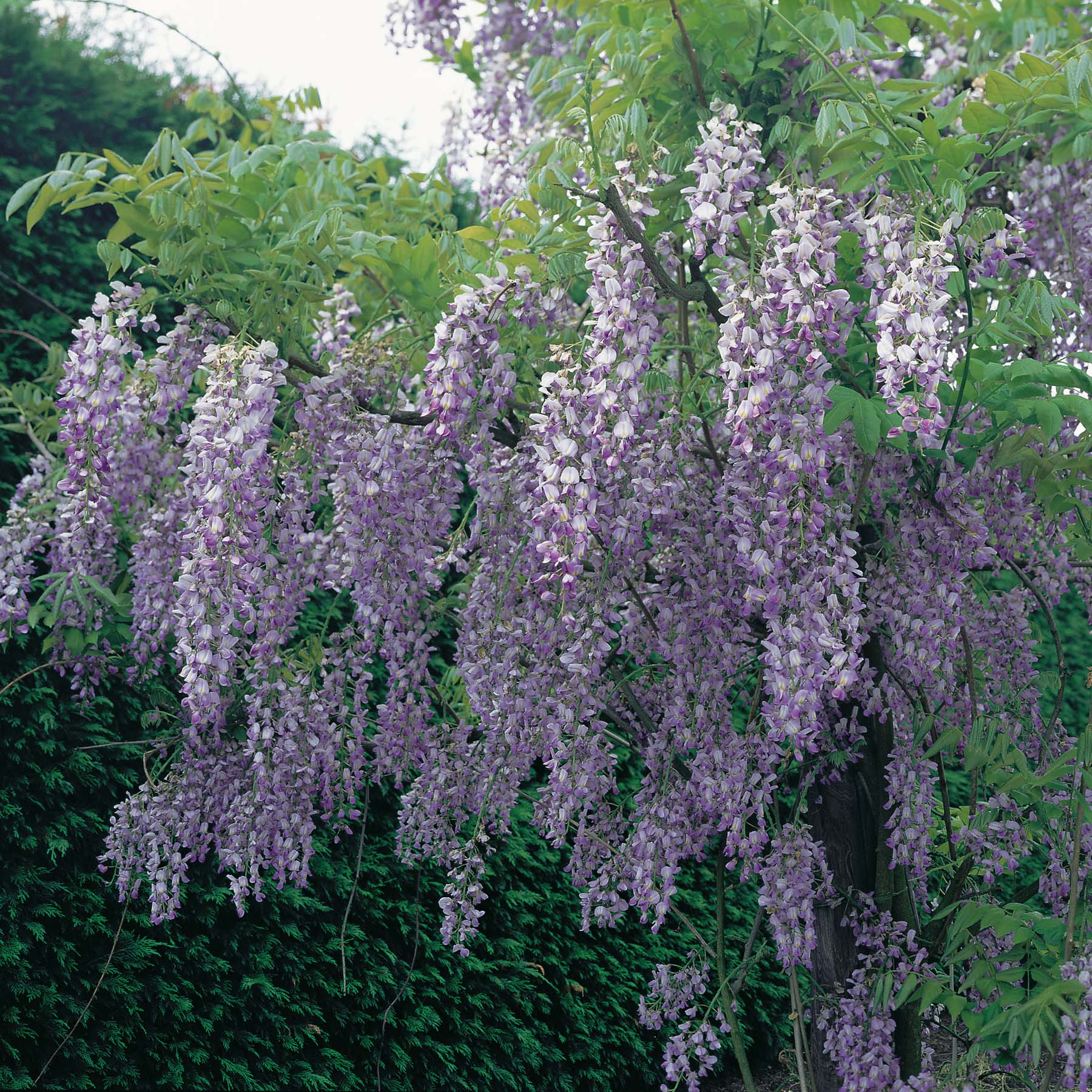 Chinese Wisteria